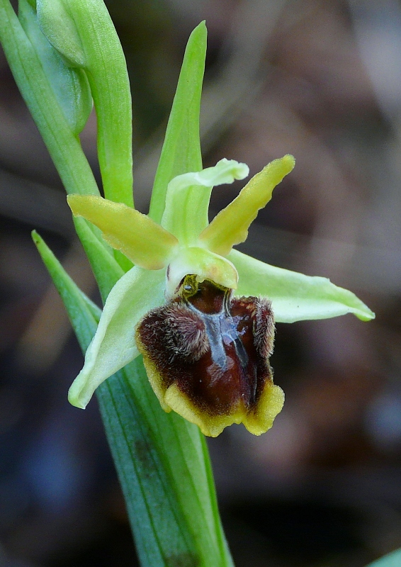 Ophrys aranifera precoce anche nel Lazio